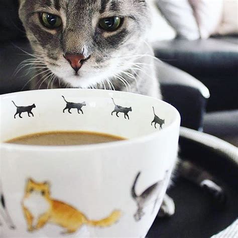 The Catty Shack: Your Purr-fect Getaway for Coffee and Kitties