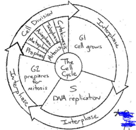 The Cell Cycle Coloring Worksheet Answer Key PDF