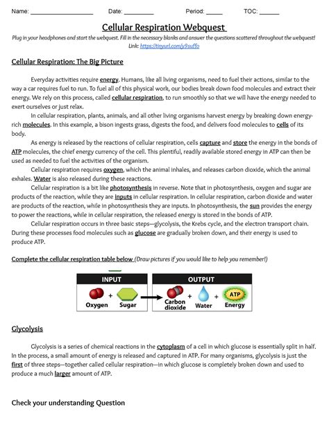 The Cellular Respiration Story Answer Key Doc