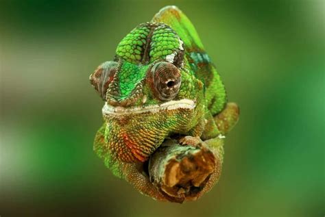 The Chameleon: A Master of Disguise and Deception