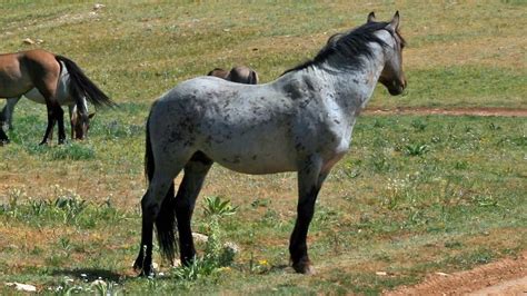 The Chappell Roan: A Comprehensive Guide to a Unique and Versatile Horse Breed