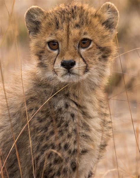 The Cheetah's Claim to Fame: Blazing Speed