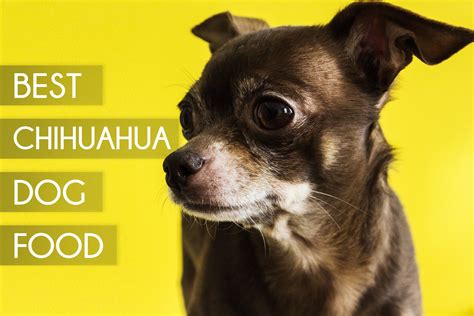 The Chihuahua Good Food Guide Reader