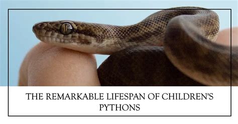 The Children's Python: A Captivating Guide for Young Herpetologists