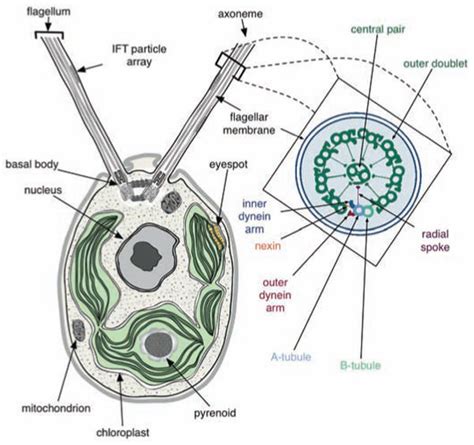 The Chlorophyta Structure Doc