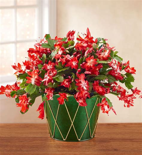 The Christmas Cactus Flower: A Festive Holiday Bloom