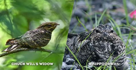 The Chuck-will's-widow and the Poor-will
