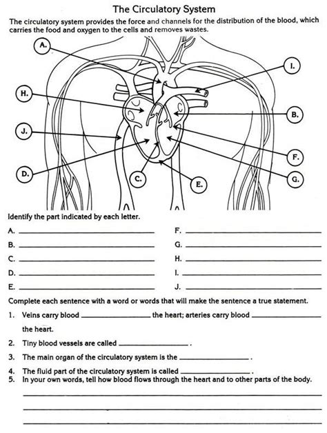 The Circulatory System Answers Epub