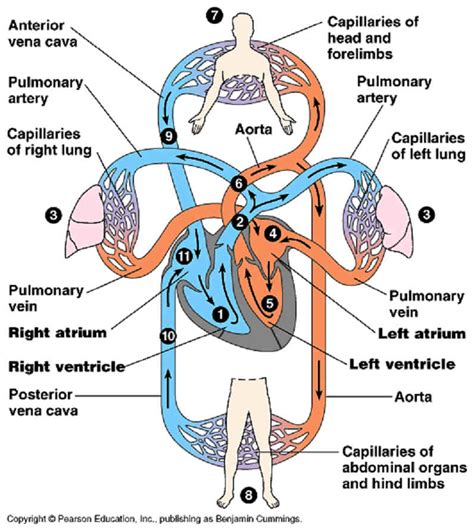 The Circulatory System Show Me Science