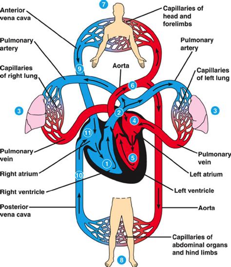 The Circulatory System Show Me Science