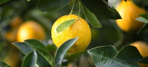 The Citrusy Enigma: Unraveling Lemon G's Origin