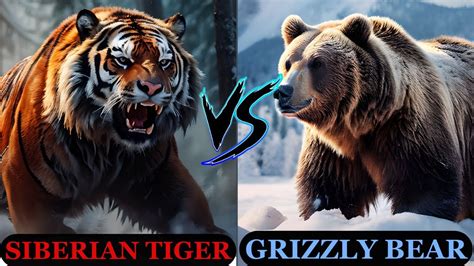 The Clash of the Titans: Siberian vs. Bengal Tigers