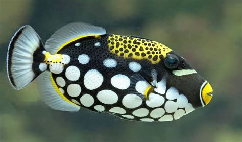 The Clown Triggerfish: A Comprehensive Guide