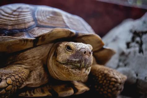 The Coahuilan Box Turtle: An In-Depth Exploration of the Endangered Species