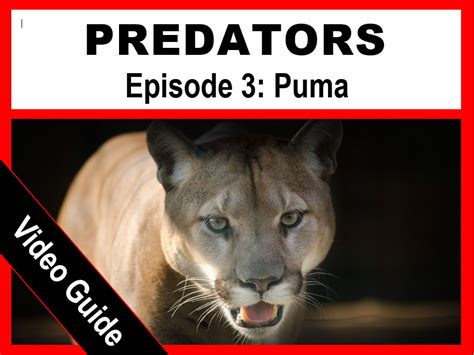 The Cobra Puma: A Complete Guide to This Majestic Predator