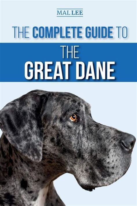 The Complete Guide to Great Dane Puppies: From Finding the Perfect Match to Training and Care