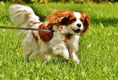 The Complete Guide to Saint Charles Cavalier Spaniels: Everything You Need to Know