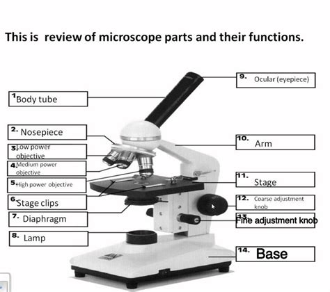 The Compound Microscope Worksheet Answers PDF