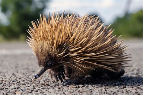 The Comprehensive Echidna Guide: Unraveling the Secrets of Australia's Enigmatic Monotremes