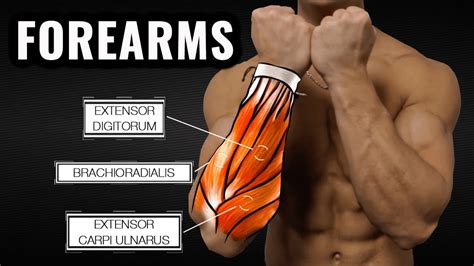 The Comprehensive Forearm Exercise Chart: Sculpt Strong and Defined Forearms