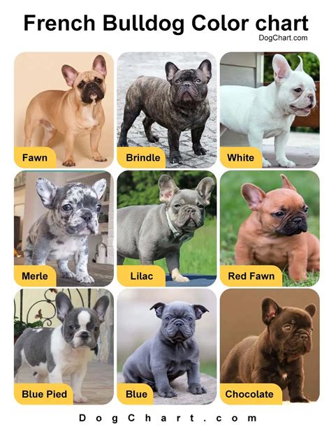 The Comprehensive French Bulldog Color Chart: A Guide to Furry Delights