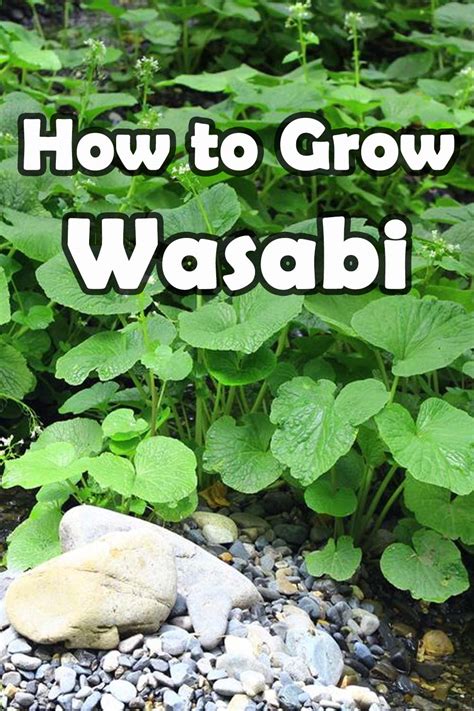 The Comprehensive Guide to Bobbii Wassabbii: Understanding, Cultivation, and Culinary Applications