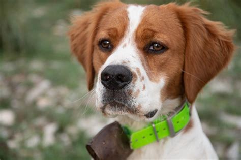 The Comprehensive Guide to Brittany Spaniels: A Breed Overview and Care Guide