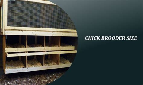 The Comprehensive Guide to Brooder Plates: Ensuring Optimal Chick Health and Development