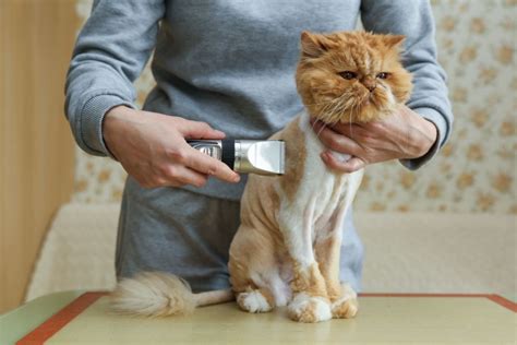 The Comprehensive Guide to Cat Clippers: Grooming Your Feline Companion with Professional Precision