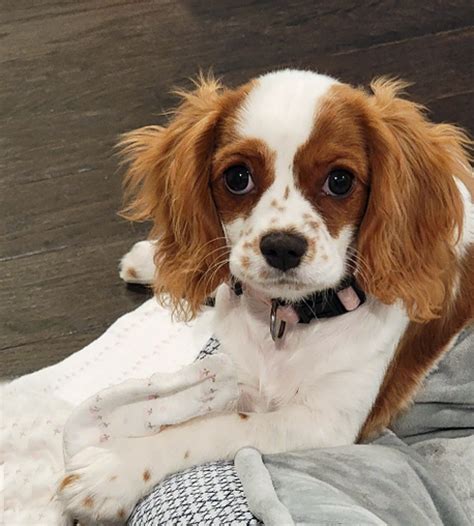 The Comprehensive Guide to Cavalier Rescue USA: A Lifeline for Abandoned Cavs