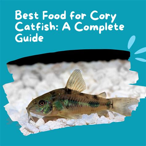 The Comprehensive Guide to Cory Catfish Food