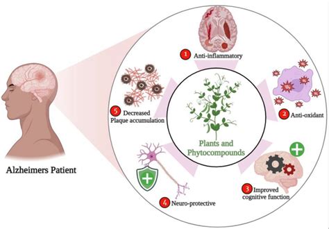 The Comprehensive Guide to Droserapriv: A Promising Novel Drug for Alzheimer's Disease