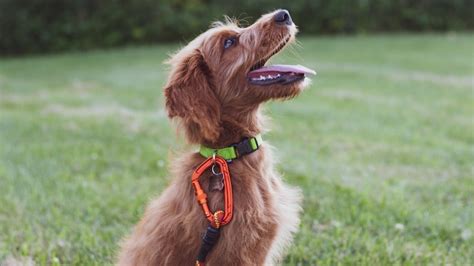 The Comprehensive Guide to E-Collars: Enhancing Training and Communication with your Canine Companion