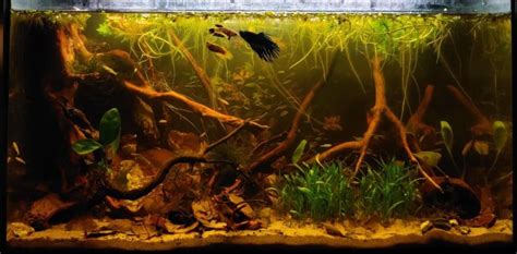 The Comprehensive Guide to Fish Tank Covers: Enhancing Aquatic Ecosystems