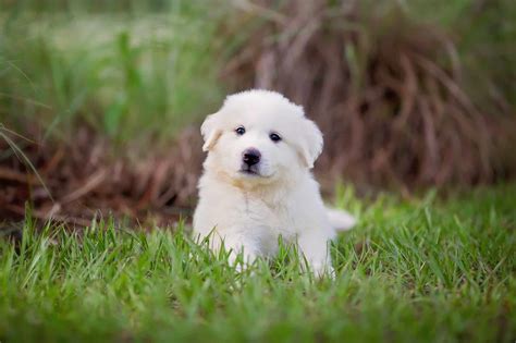 The Comprehensive Guide to Great Pyrenees Dog Costs: Everything You Need to Know