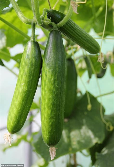 The Comprehensive Guide to Growing and Caring for Juliana DRM Z Cucumbers