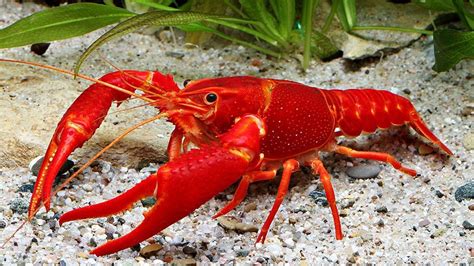 The Comprehensive Guide to Keeping Crayfish in Aquariums: A Step-by-Step Approach