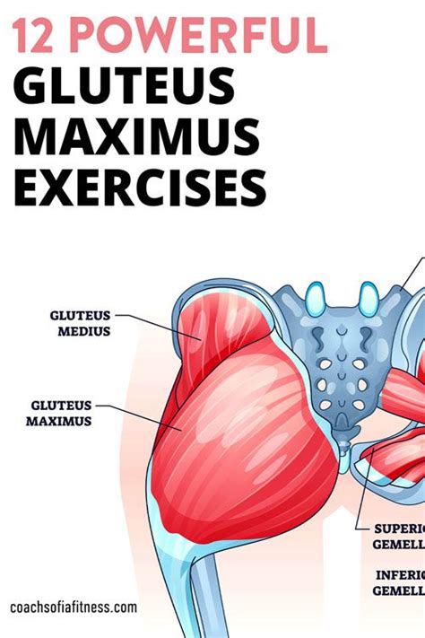 The Comprehensive Guide to Miss New Booty: Strategies, Tips, and FAQs for Achieving Your Ideal Gluteus Maximus