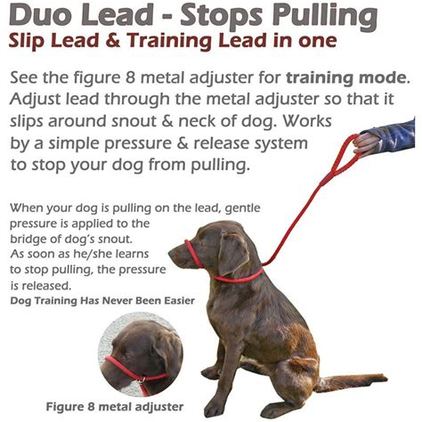 The Comprehensive Guide to Slip Leads for Dogs: Unleashing Control and Safety