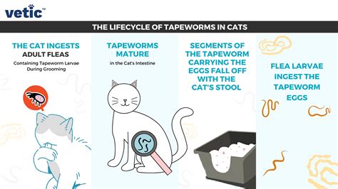 The Comprehensive Guide to Tapeworms in Cats: A Feline Parasite and Its Impact