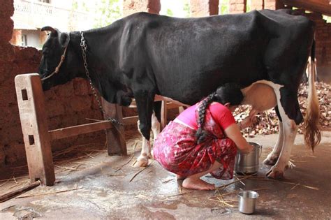 The Comprehensive Guide to Understanding and Treating Fat Indian Milkers: A Scientifically-Backed Approach