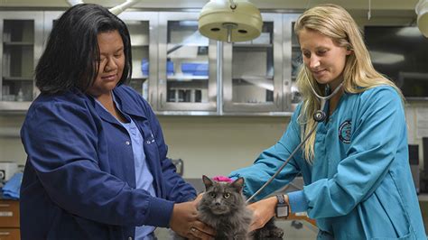 The Comprehensive Guide to Veterinary Technician Salaries: Everything You Need to Know