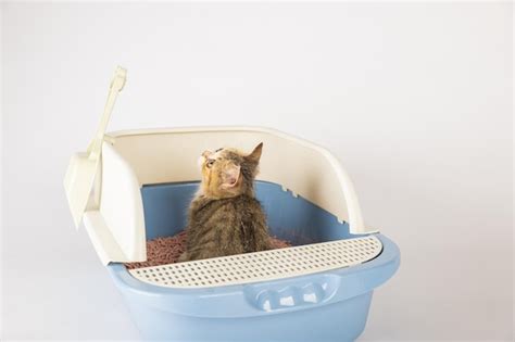 The Comprehensive Guide to a Clean Litter Box: A Feline's Haven of Hygiene and Well-being