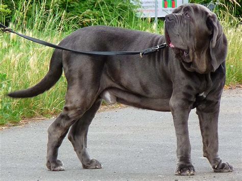 The Comprehensive Guide to the Neapolitan Mastiff Breed Standard