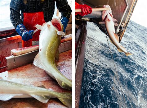 The Context: Iceland's Cod Fisheries