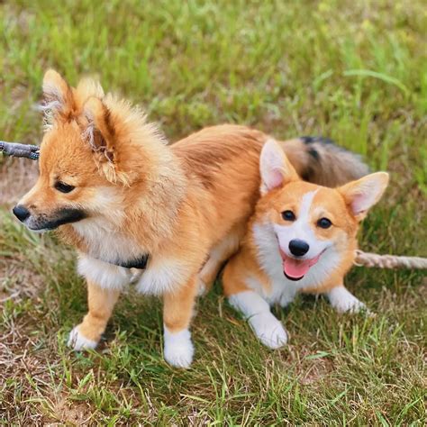 The Corgi and Pom Mix: A Comprehensive Guide to Your Adorable Hybrid