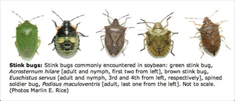 The Corn Nymph: A Comprehensive Guide to Identification, Management, and Control