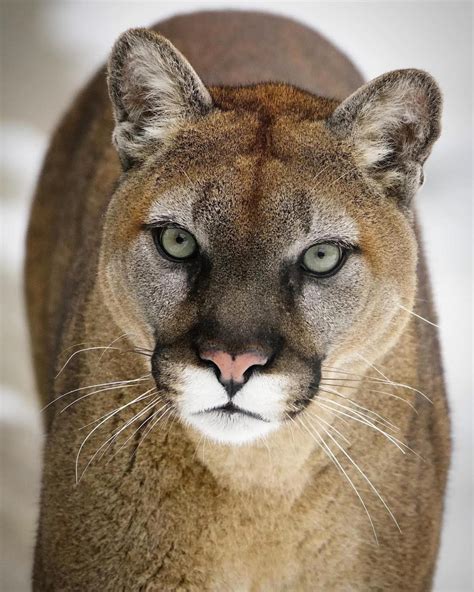 The Cougars: