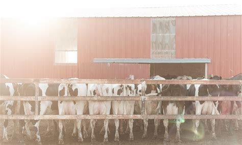 The Cow-Calf Farmer: A 101 Guide to Dairy Production