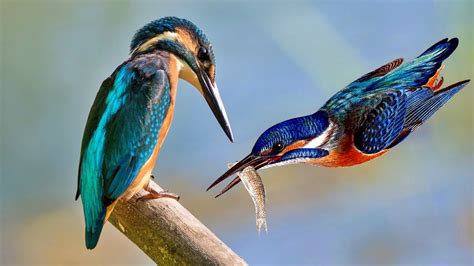 The Crowned Jewel: Kingfishers